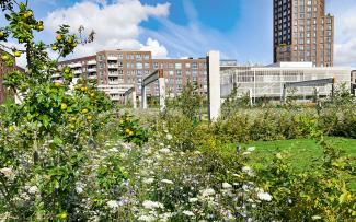 The white blossoming “wild carrot” and the blue blossoms of the “common chicory” surround the apple tree here, which is already appealing with its wonderful fruit. © Malmos A/S / ZinCo Fruit trees and meadow in front of high buildings